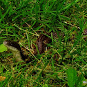 Black Rat Snake