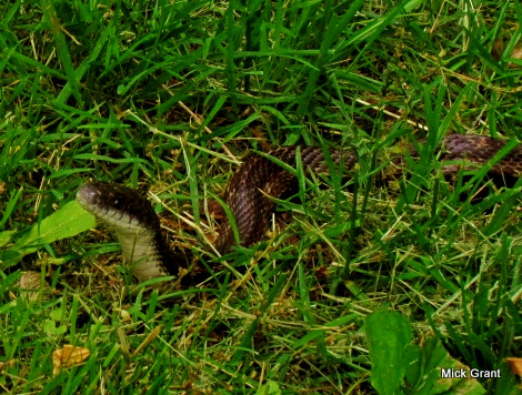 Spotting Image 1
