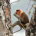Proboscis monkey