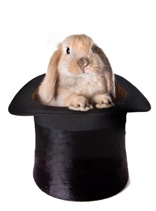 Bunny surprise