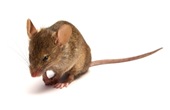 Little Grey Mouse
