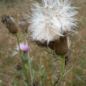 Dried Thistle