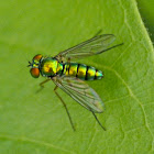 Longlegged fly