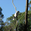 Sulphur-Crested Cockatoo