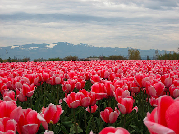 Tulips