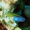 Red Sea mimic blenny