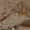 Golden Carpenter Ant