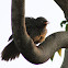 Jungle Babbler