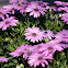 African Daisy