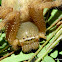 Shield Huntsman Spider