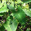 Elephant ear