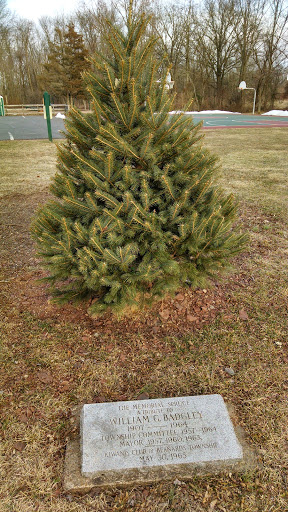 The Memorial Spruce