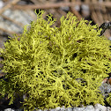 Lichen