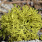 Lichen