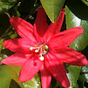 Passion Flower