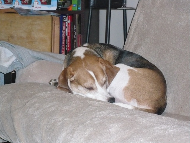[beagles 005[3].jpg]