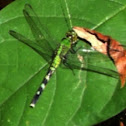 Female Eastern Pondhawk