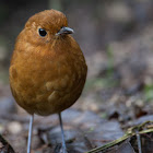 Rufous Antpitta