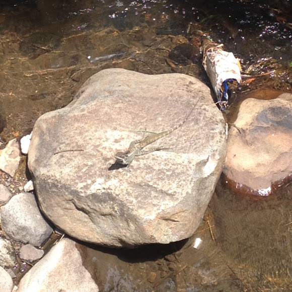 Spotting Image 1