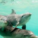 Dolphin