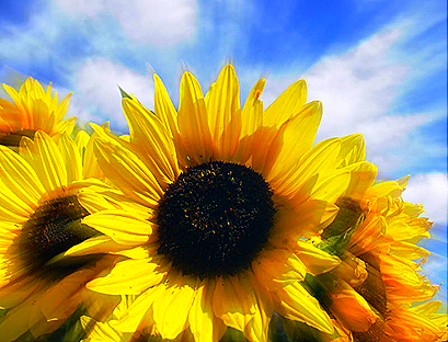 Sunflower