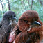 White-whiskered puffbird