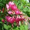 Bleeding hearts