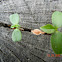 Seedling