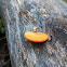 Pycnoporus coccineus