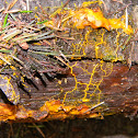 Many-Headed Slime Mold