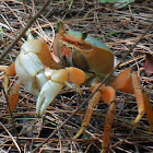 Land Crab