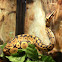 Ball python