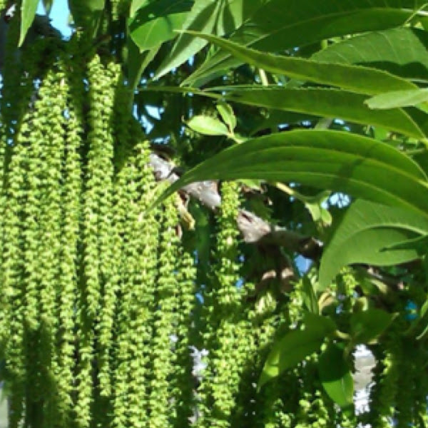 Pecan flowers Project Noah