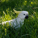 Sulphur-Crested Cockatoo