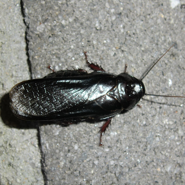 Australian wood cockroach Project Noah