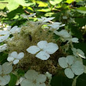 Oakleaf hydrangea