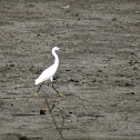 Snowy Egret