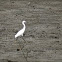 Snowy Egret