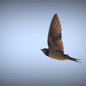 Ashy Woodswallow