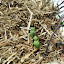 Cucumber - Japanese Climbing