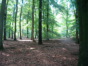 Veluwe Apeldoorn