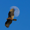 Turkey Vulture