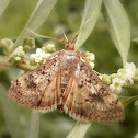 Moth