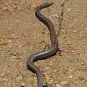 Rosy Boa