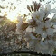Japanese Cherry