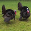 Male American wild Turkey