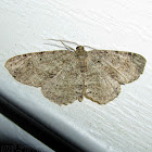 Canadian Melanolophia Moth