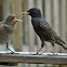 European Starlings