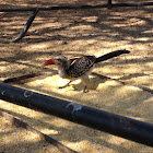 Red-billed Hornbill