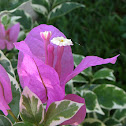 Bougainvillea